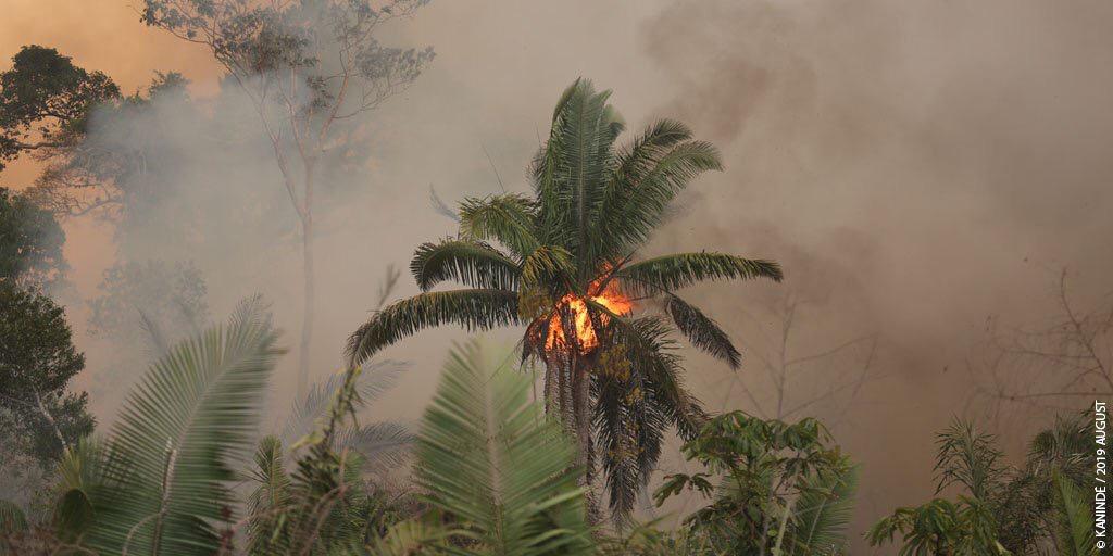 WWFitalia's tweet photo. L’ #Amazzonia brucia e a pagare sono i più deboli.
Circa 400 popoli indigeni vivono nelle foreste e alla violazione dei loro #diritti umani, si aggiungono gli impatti degli incendi sui cambiamenti climatici e gravi conseguenze sul #futuro di tutti noi: https://t.co/LjvjbMxcZX https://t.co/yaT7OLOWdf