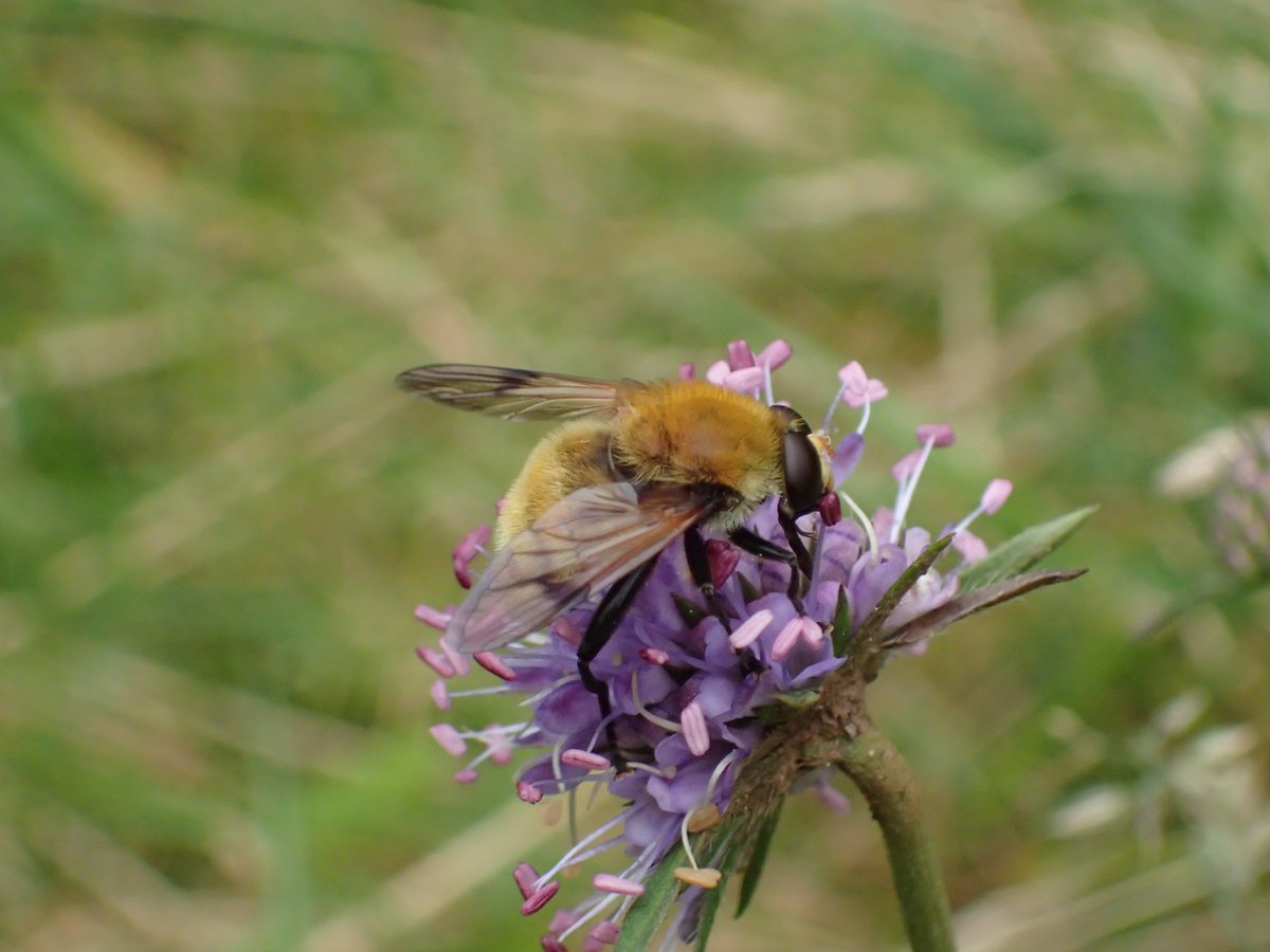 Plenty of hoverfly action on the scabious flowers <a href="/cumbriawildlife/">CumbriaWildlifeTrust</a> Trust's Argill Woods Reserve yesterday. Always nice to see Arctophila superbiens and Sericomyia silentis but the star of the day was Volucella inanis, which may be the first record of this species in Cumbria