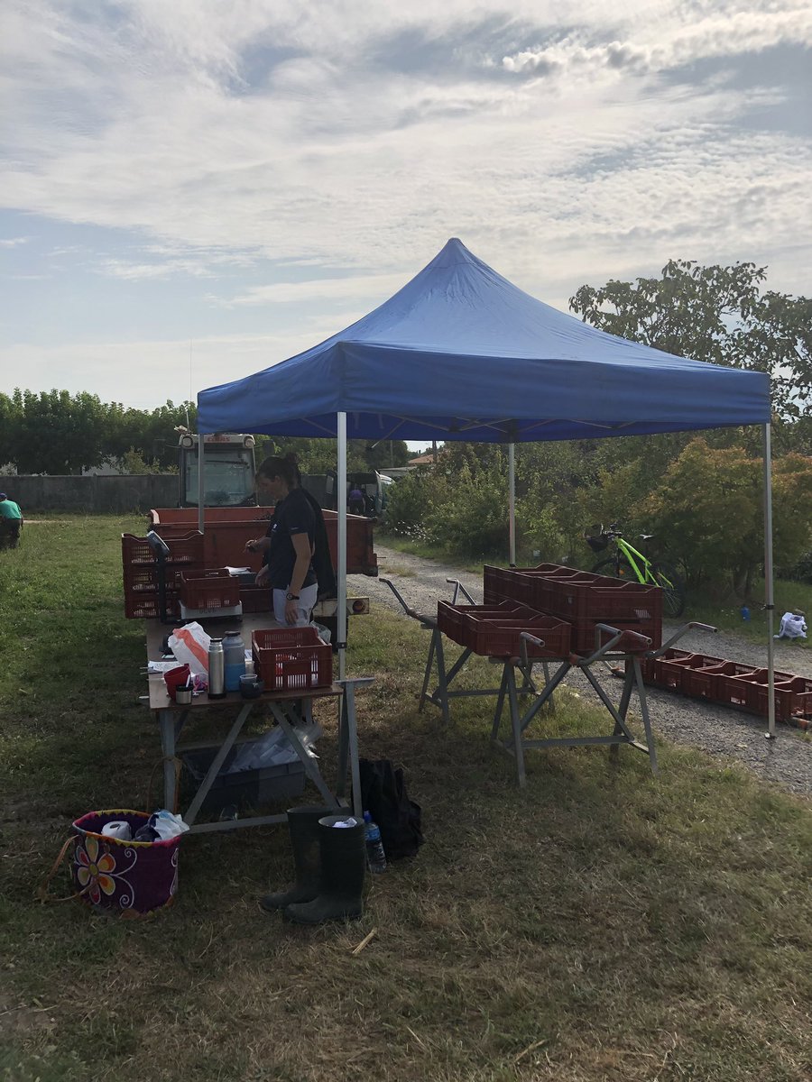 INRAE_UEVB's tweet photo. Aujourd’hui @INRA_UEVB attaque les #vendanges expérimentales #PinotNoir sur dispositif #Greffadapt @UMREGFV @isvv_bordeaux @BdxSciencesAgro https://t.co/DZqGo989gn