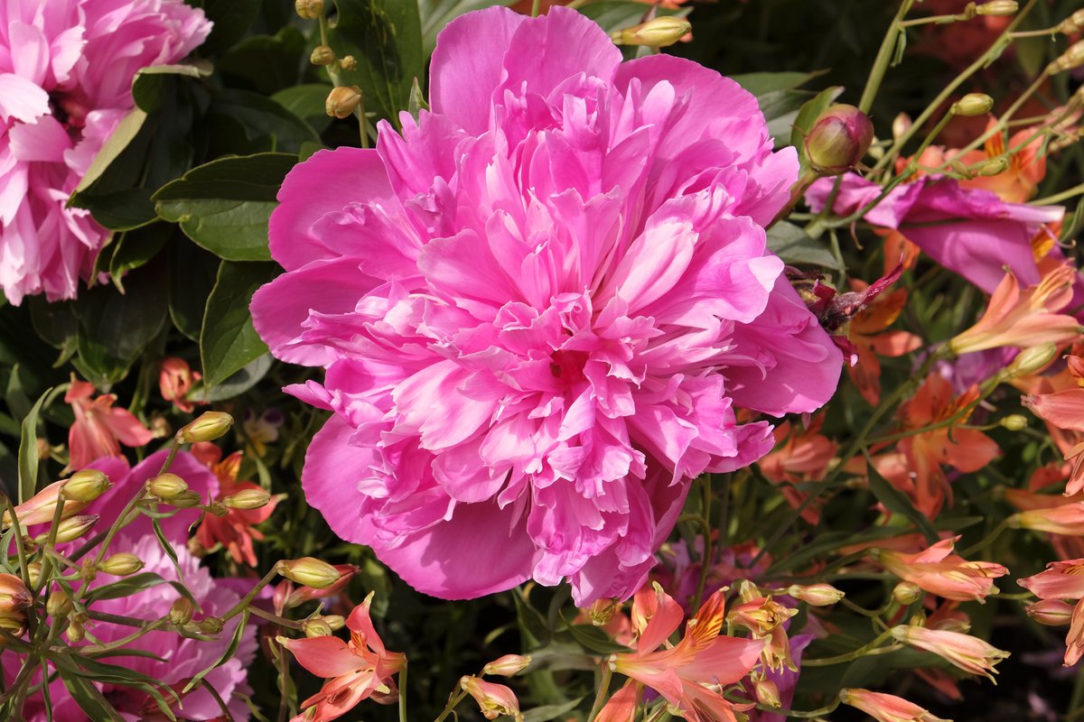 Explore our beautiful gardens this summer with our experienced gardeners and guides! 💐

Garden tours take place on Saturday and Wednesday afternoons until Saturday 28 September. Tours begins at 2.30 pm and costs £5 per person.

📸 Gordon Taylor

Info >> herefordcathedral.org/garden-tours