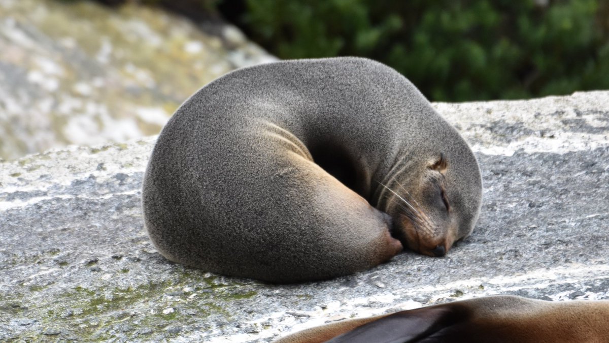 フィヨルドランド国立公園