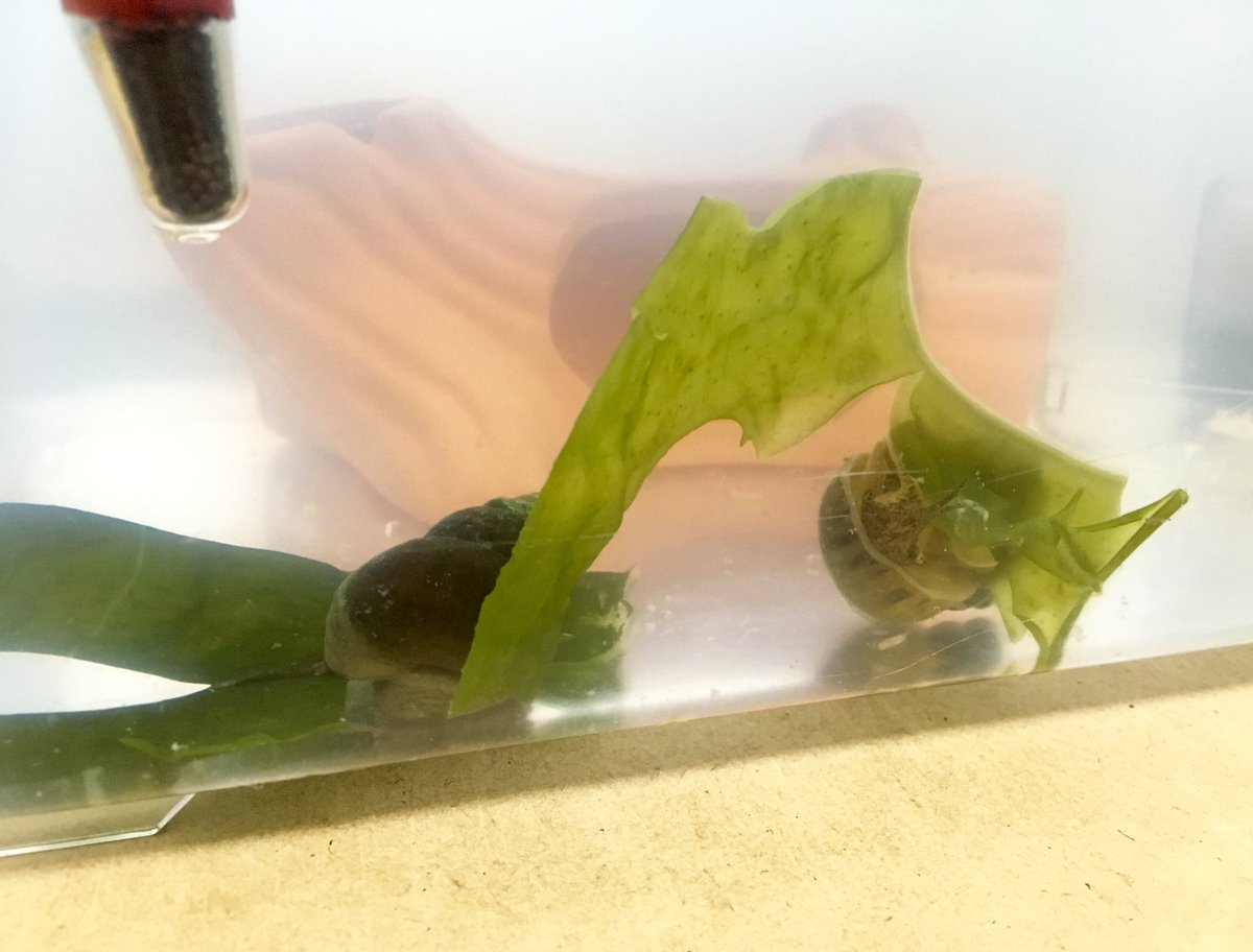 るけ氏タニシ飼育日記 Togetter