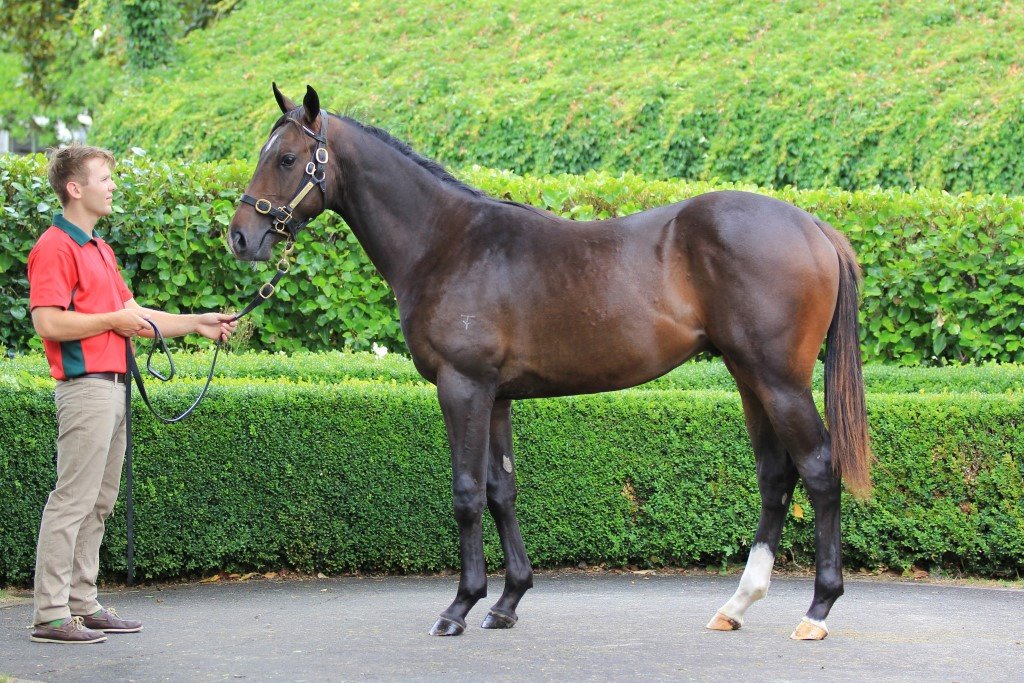 Our homebred <a href="/KarakaChat/">New Zealand Bloodstock</a>  grad Wild Choice was simply too good for his rivals at Mornington on Tuesday, flying home to win by 6L! Congrats to <a href="/RichardLaming1/">Richard Laming</a>  👏👏🙌

🗞 trelawneystud.nz/blog/post/4415…