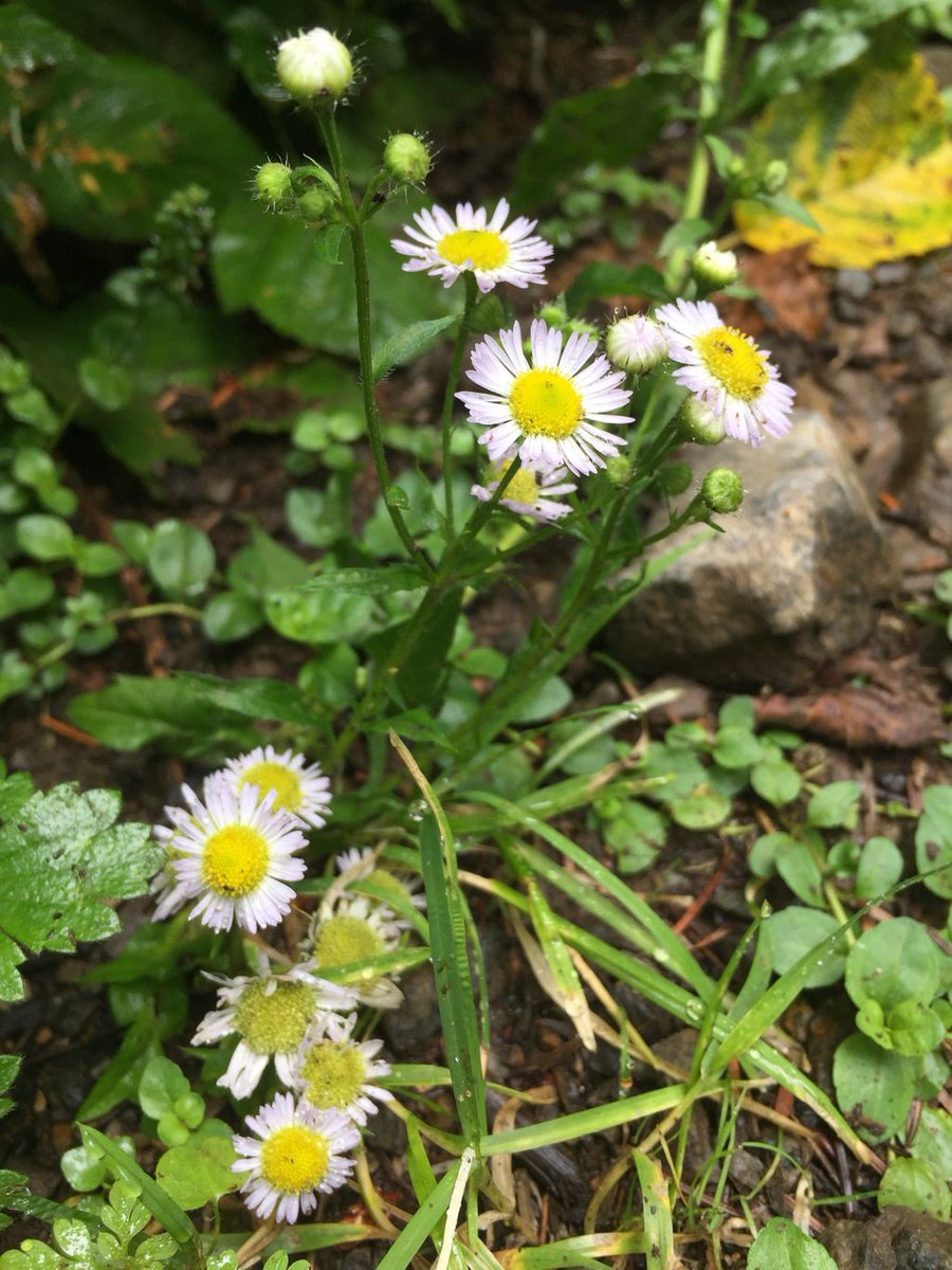 boyversusworld's tweet image. Rocky but manageable. #roughstart #uphillclimb #moobsweat #hikingisfun #outdooradventures #adventurers #outdoorguy #mtsi #mountsi #hikingislife #solohike #solohiker #washingtontrails #washingtonstate #gloomyskies #burnsthethighs #hotguysummer #lol #naturephotography #pnwoutdoors