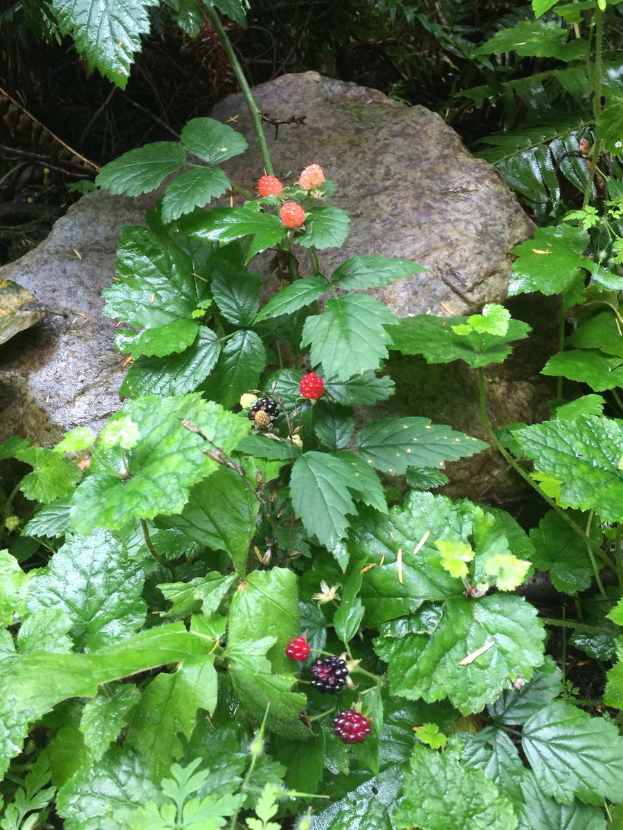 boyversusworld's tweet image. Rocky but manageable. #roughstart #uphillclimb #moobsweat #hikingisfun #outdooradventures #adventurers #outdoorguy #mtsi #mountsi #hikingislife #solohike #solohiker #washingtontrails #washingtonstate #gloomyskies #burnsthethighs #hotguysummer #lol #naturephotography #pnwoutdoors