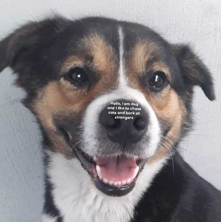 _BarkWoof's tweet photo. Woof 🤭 https://t.co/4uprHJawvb