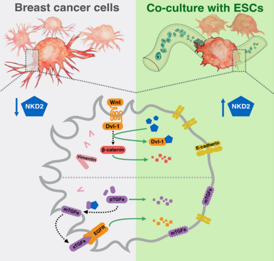 JCMT_CancerNews's tweet photo. Understanding convergent signaling regulation in metastatic breast cancer cells using a bioengineered stem cell microenvironment | New article by Yubing Xie &amp; colleagues from SUNY Polytechnic Institute, Albany, USA. Full access here: https://t.co/vbmJmONG00 https://t.co/gpIvUg46HO
