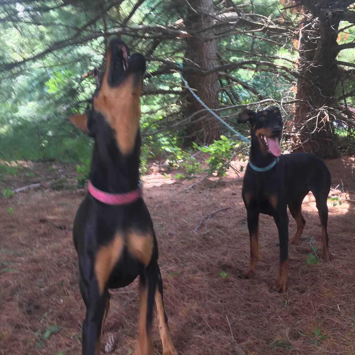 Today will be flying The DJI Spark!  Light weight and can follow you without a remote, just hand gestures’