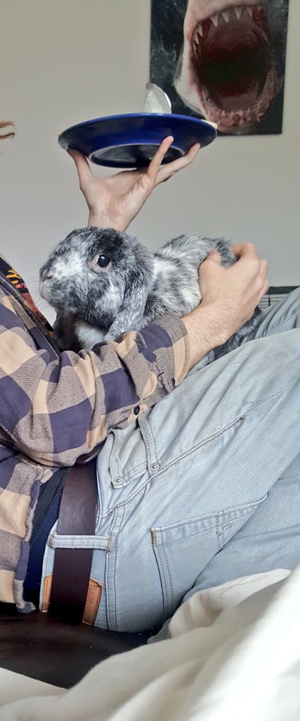 YodaEgg's tweet photo. Want to share? #rabbits #mischief #sharing #greedy #hungry https://t.co/bKJgCROHzl
