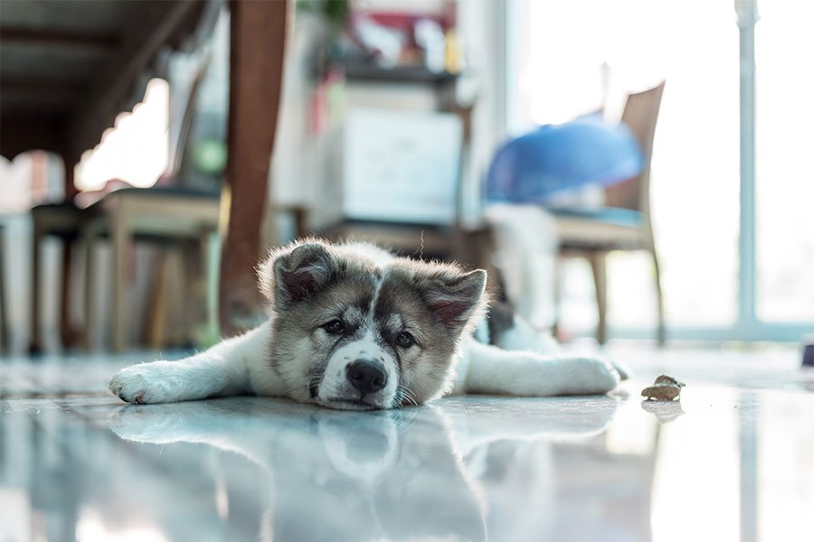 In the UK 49% of adults own a pet. We’ve put together a couple of ideas to help you if you are selling a home in which a pet has lived in our latest #blog - ashingtonpage.co.uk/articles/how-t… #estateagents #property #sellyourhouse #newhome #pets #petsathome #buckinghamshire #beaconsfield