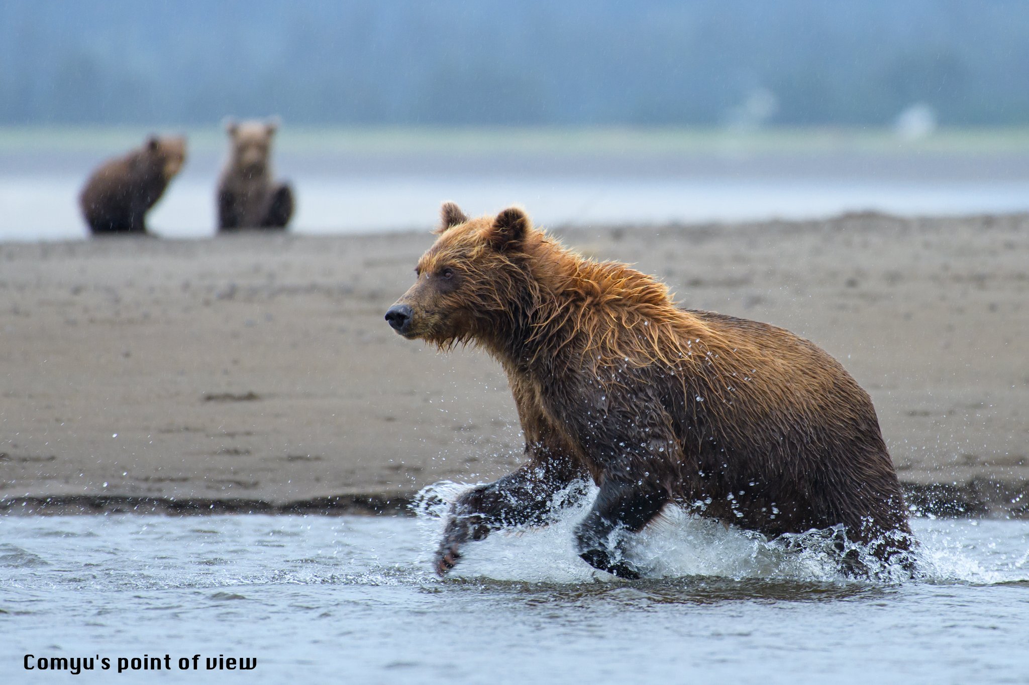 Comyu アラスカの思い出 16 8 14 15 アラスカ カトマイ国立公園 にて撮影 3年前の今頃 とてもスペシャルな体験をしていました セスナに乗ってグリズリー探し 人間3人に対して見渡せる範囲にグリズリー７頭 最短距離5m