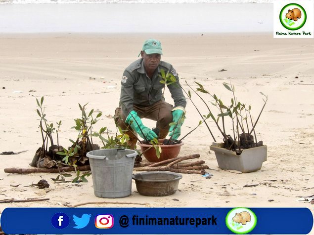 finimanatureprk's tweet photo. #ReforrestationThursday
Planting activity by finimanaturepark rangers.
We Resrve, Replant & Reuse.
Don't forget to plant a tree 🎄 today.
____________
#ncf #plants🌿 #plantatreetoday #replant #reserve #nigerianlng #plantingseeds #plantatree https://t.co/VKfQitKwFB