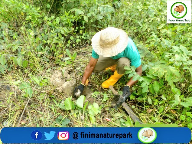 finimanatureprk's tweet photo. #ReforrestationThursday
Planting activity by finimanaturepark rangers.
We Resrve, Replant & Reuse.
Don't forget to plant a tree 🎄 today.
____________
#ncf #plants🌿 #plantatreetoday #replant #reserve #nigerianlng #plantingseeds #plantatree https://t.co/VKfQitKwFB