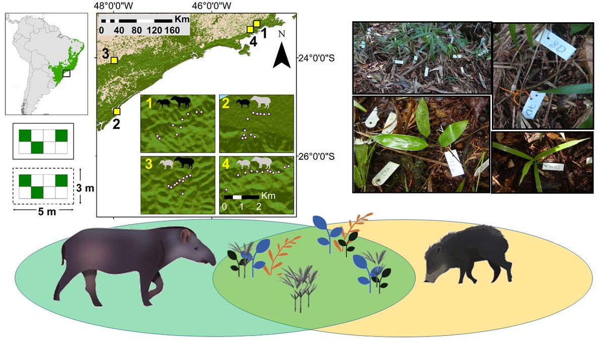 Our new paper is out @JEcology: Large #herbivores increase #biodiversity in #tropical #Forests besjournals.onlinelibrary.wiley.com/doi/full/10.11… @TadSiqueira @pedro_jordano @Labic_unesp @Unesp_Oficial @BiotaFAPESP @BPBES_oficial @CoDisperse @ForestPlots @ECT_UK #defaunation #Atlanticforest #trophicascades