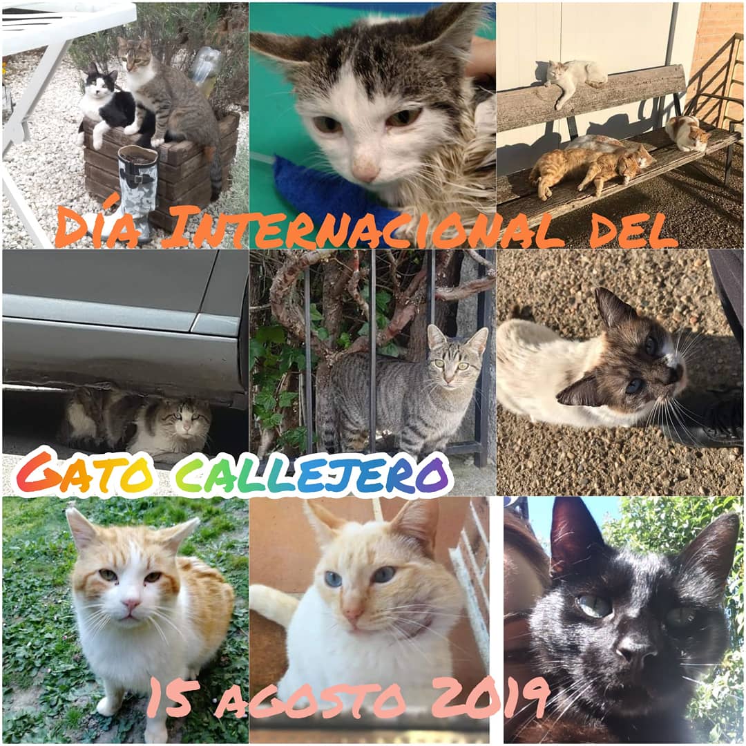 Aunque para vuestras alimentador@s/amig@s siempre es vuestro día, hoy se celebra a nivel Internacional.

Gracias por el trabajo de es@s voluntari@s que día a día hacen su mundo un poco más amable, y algunos consiguen encontren hogares maravillosos.
Mil gracias.😻😻😻😻😻