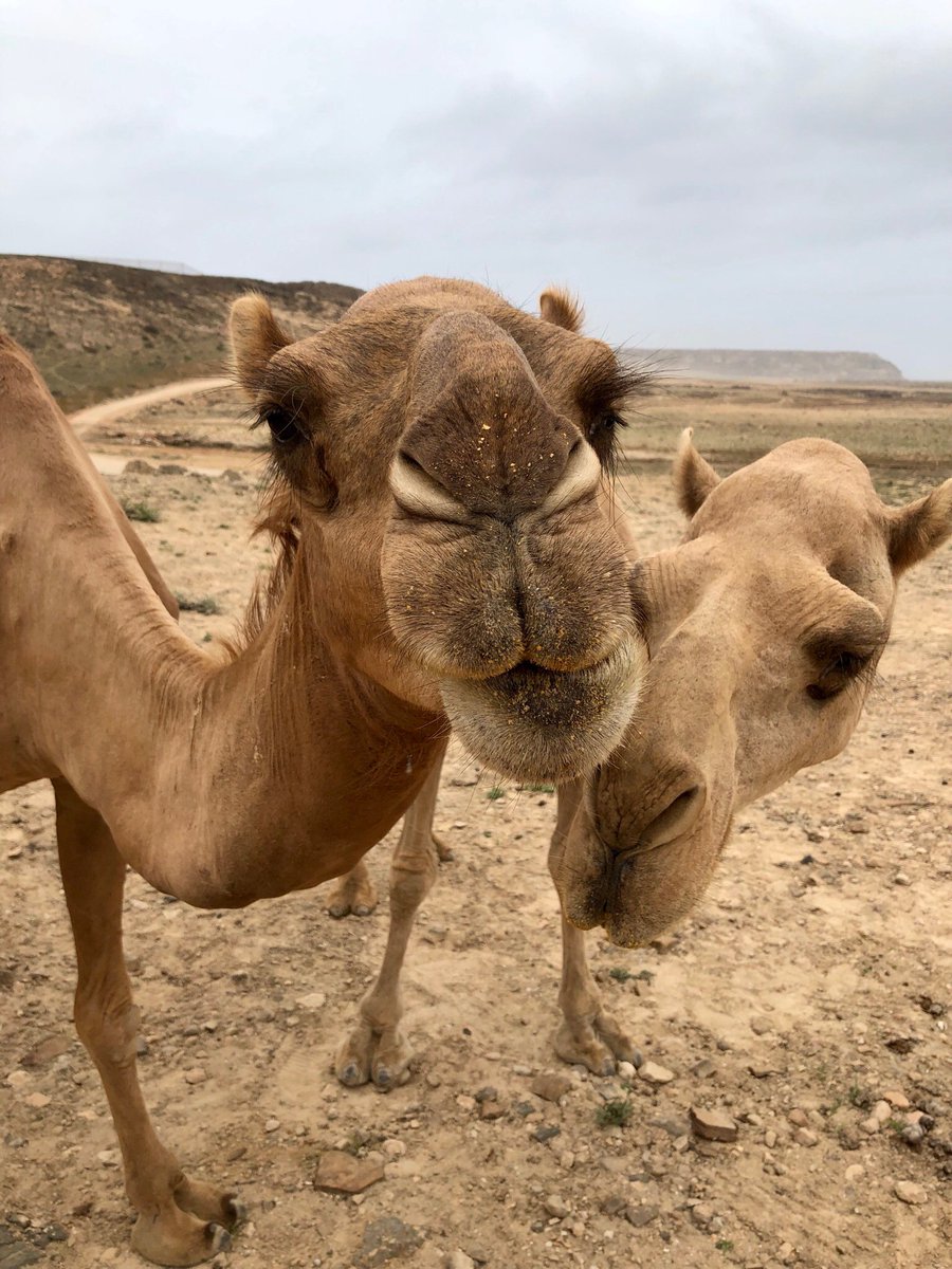 Chathuranga_di's tweet photo. Chitchat with lovely camel ladies ❤️❤️#salalah
#karif https://t.co/qXZ31s3aEZ