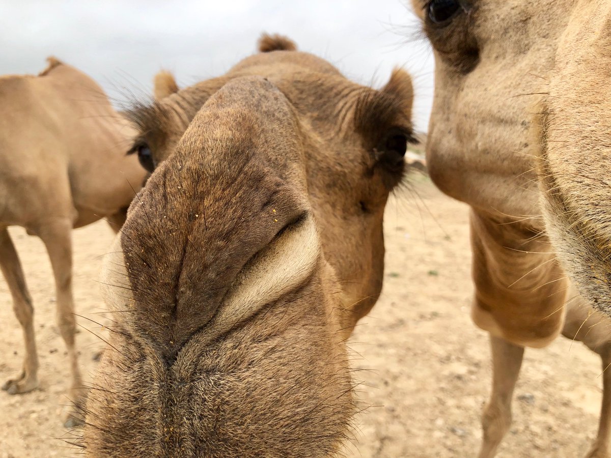 Chathuranga_di's tweet photo. Chitchat with lovely camel ladies ❤️❤️#salalah
#karif https://t.co/qXZ31s3aEZ
