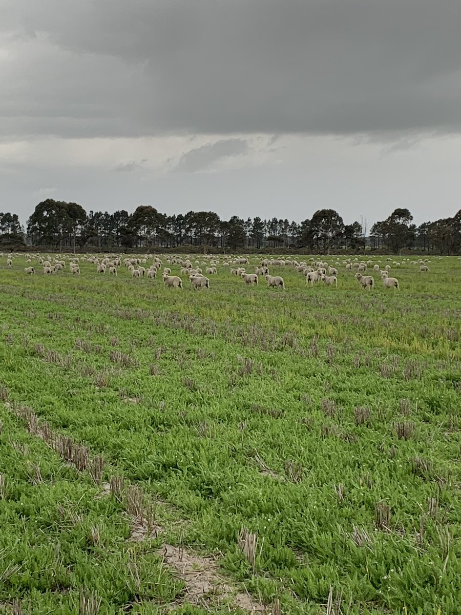 Vetch is cranking, ryegrass is not far behind, serradella is still slow.