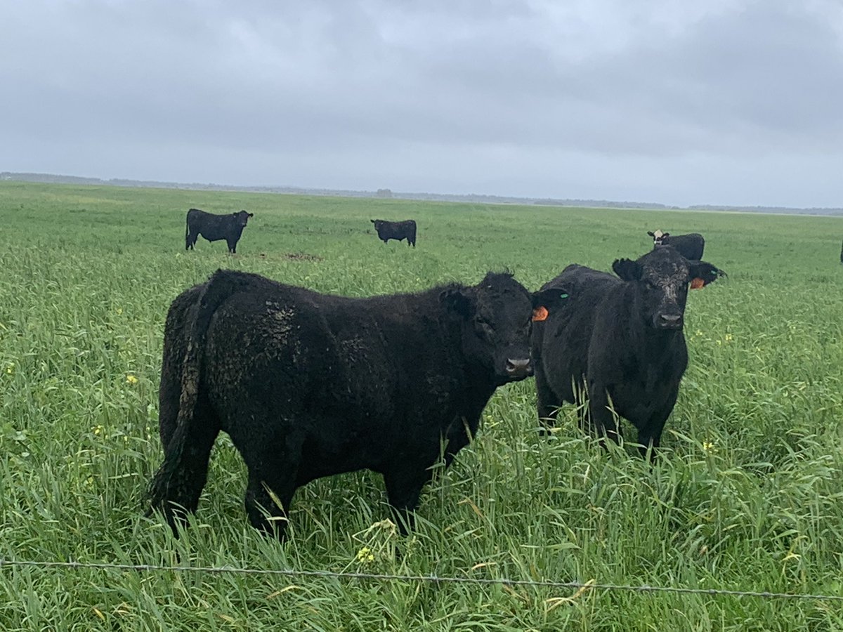 Simon Fowler tweet media