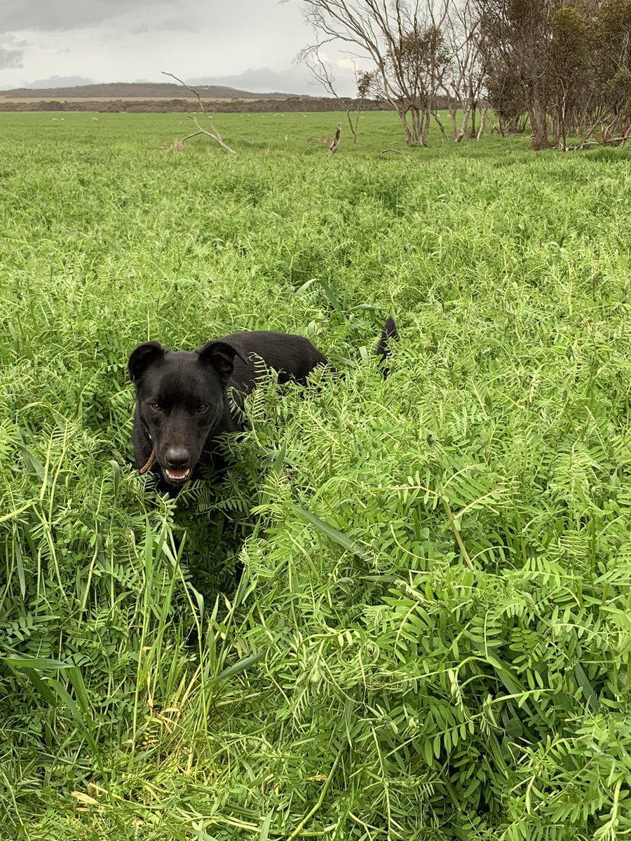 Simon Fowler tweet media