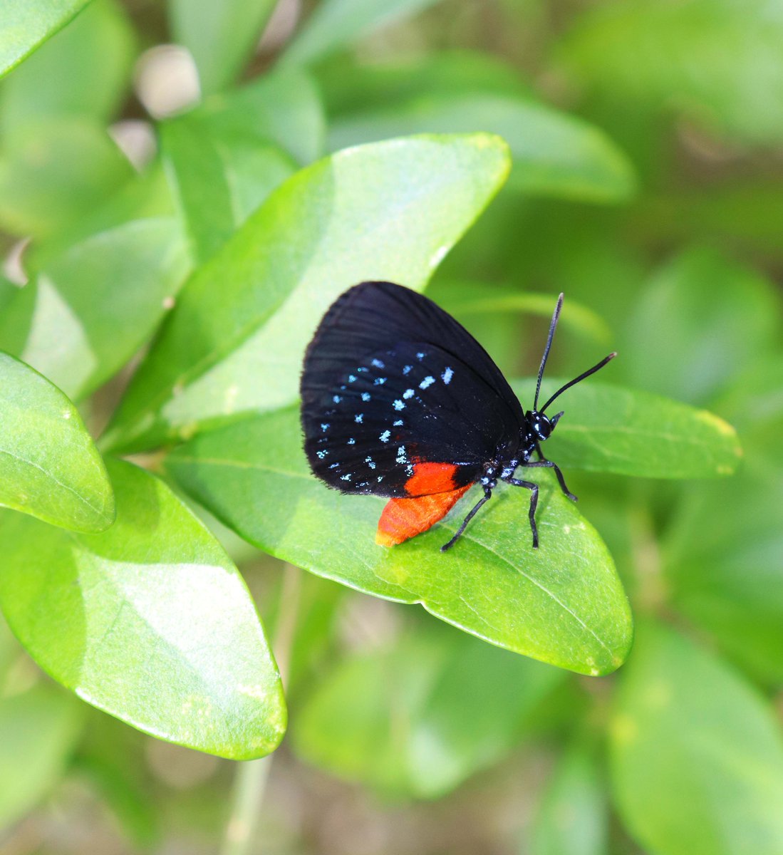 DiscoverELC's tweet photo. Atala butterflies are everywhere on campus! Come #DiscoverELC and see them for yourself ๐ #VeroBeach #Atala #AtalaButterfly #IndianRiver https://t.co/SPeDpihh5n