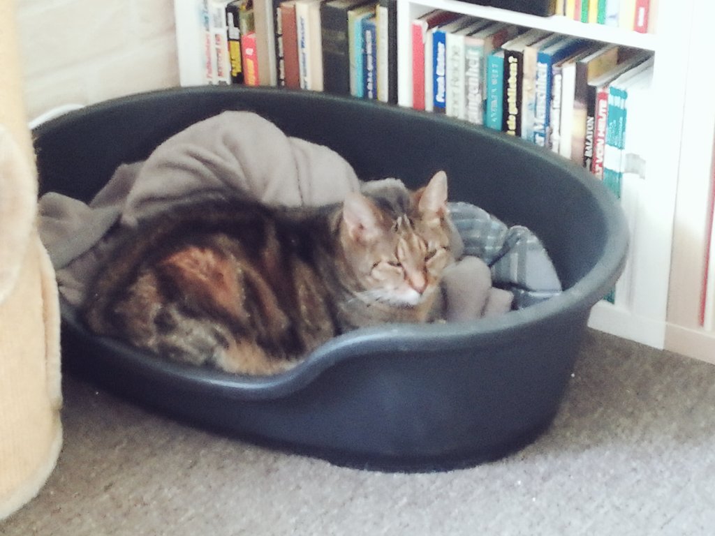 warmphilip's tweet photo. The doge… has no rihgts. This is mY bedd now… https://t.co/utO4DCfNlF