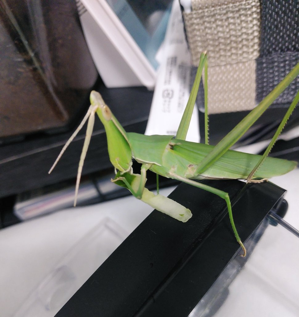 Twitter 上的 ほちあまやか バッタにきゅうりあげたら気に入ったのか取られたww T Co Lg0oeurkoe Twitter