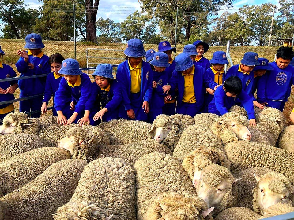 Students from Cabramatta Public School working hard at #farmschool, checking over our sheep before they head to the shearing shed.<a href="/CabraPS/">Cabramatta PS</a>