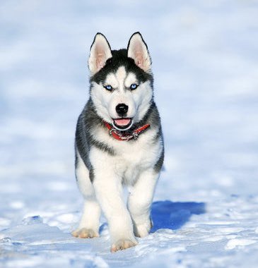 ELTInstitute's tweet photo. 🐶☃️Freezing Thursday☃️🐶 #puppy #puppylove #freezingcold #freezing #freezingthursday https://t.co/7ESHvdBIAh