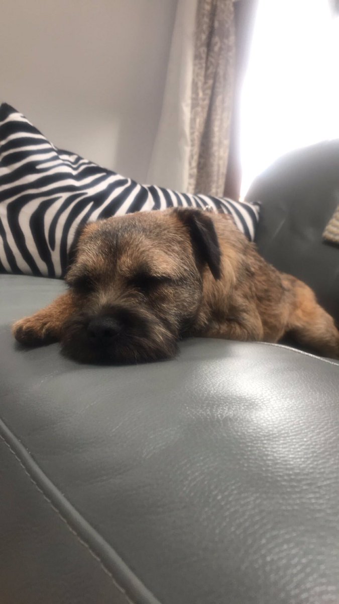 hattiebt11's tweet photo. Sleepy Hattie after a long walk ๐ด๐ด #borderterrorists https://t.co/e5LjykcfSv