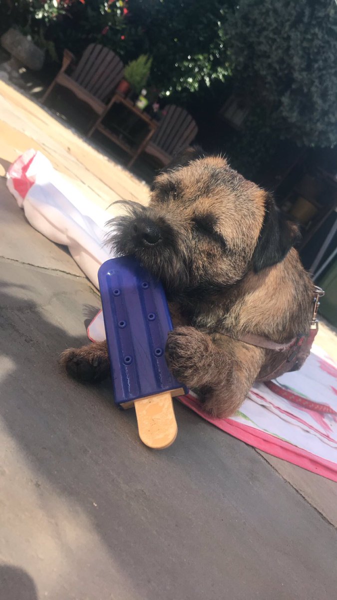 hattiebt11's tweet photo. Just me chilling in the sun with my lolly #borderterrorists ๐ฆโ๏ธ https://t.co/Srecjg3say