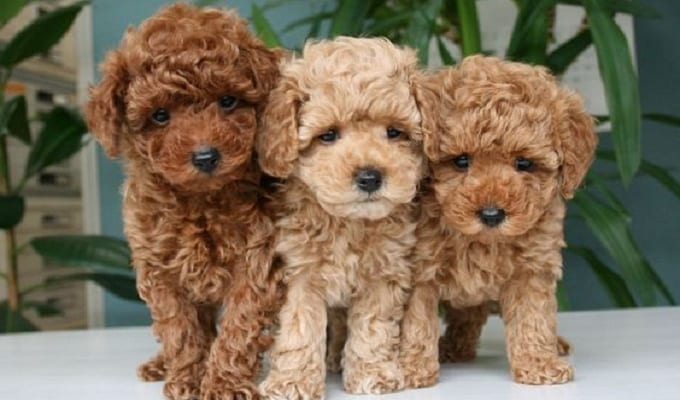 AnimalCenter6's tweet photo. Chó Poodle, hay chó săn vịt, là một trong những giống chó phổ biến nhất trên thế giới hiện nay. Bạn đã biết cách chăm sóc và huấn luyện Poodle chưa ?
#animalcenter #dogs #pets #chopoodle
https://t.co/mRj2jnXkRc https://t.co/0Kz08xRXFc