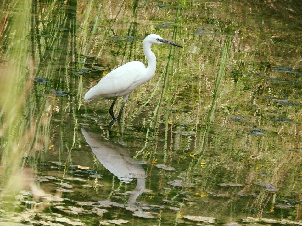 VillaPamphilj's tweet photo. E a Ferragosto la Garzetta di villa #Pamphilj sembra camminare dentro un quadro di Monet. 😍 Auguri a tutti #villapamphilj #FERRAGOSTO2019  #Ferragosto #animali #bellezza #natuta https://t.co/vilJxqxZ69