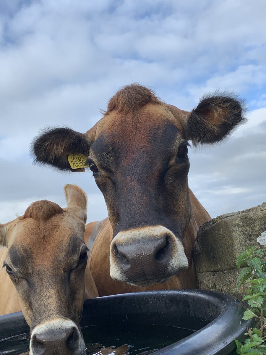 Tagg Lane Dairy tweet media