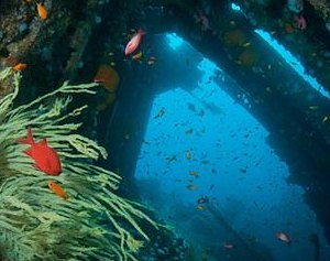 ScubaShaol's tweet photo. #AliwalShoalScuba #AliwalShoalCares #Attractions #scubaDiving #Accomodation #LuxuryAccomodation #ReefDiving #KwazuluNatal #Backpakkers #Sharks #CleanOurOcean #SardineRun #SharkAdventures #Lodge #Scuba https://t.co/4KlRGfeFuy