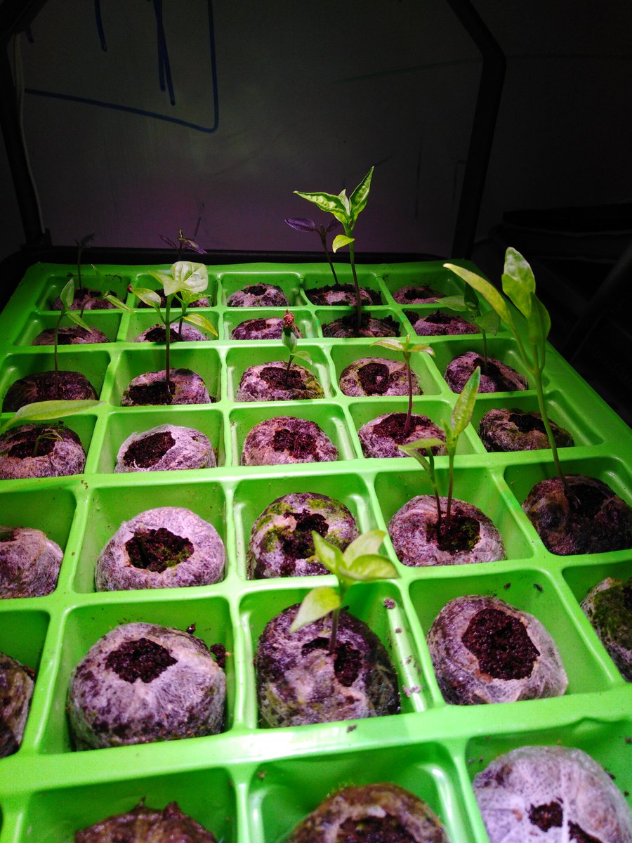 GreenLabOrg's tweet photo. #chilliupdates 🔥 they grow up so fast 😭😂

seeds from @SDCF_CO_UK https://t.co/lN9DLO5Aj1