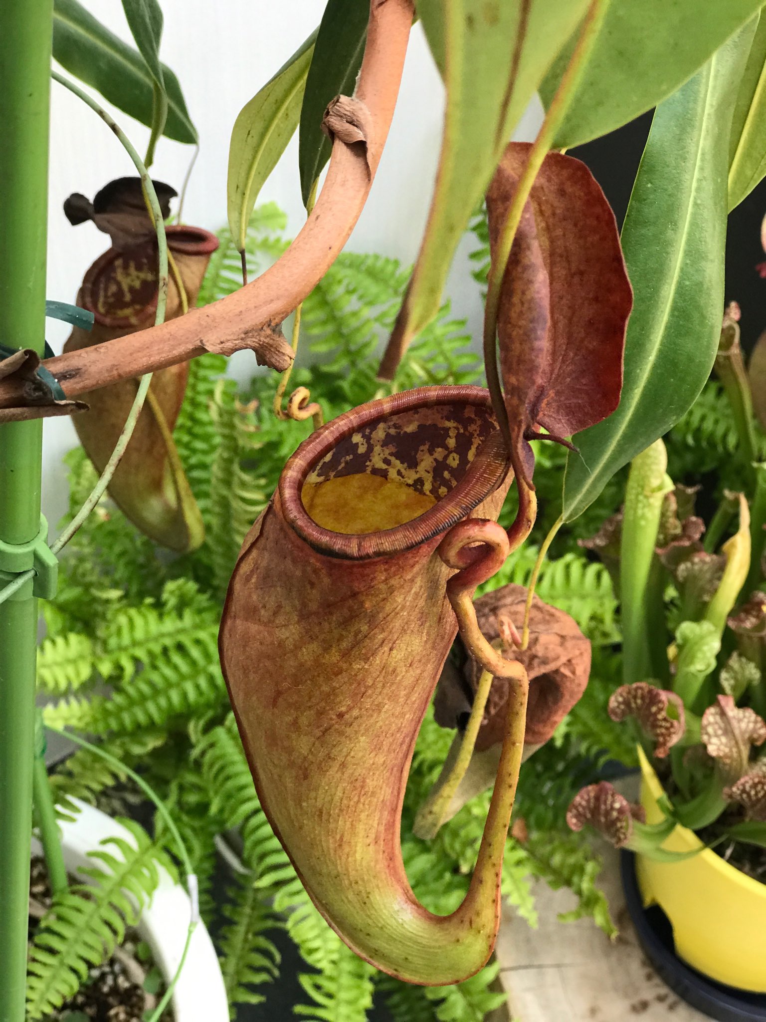 ট ইট র ミールクラフト 朝から39度の危険な暑さの今日 子供のリクエストで新潟県立植物園の 食虫植物展 へ 温室なので室内でも暑かった 園内はコーヒーの木プロジェクトとしてコーヒーの木も栽培されていましたよ 植物園から車で10分 五泉の