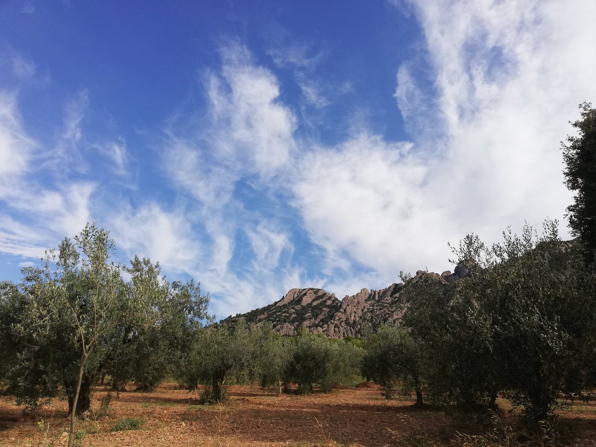 MaryPoloMartin1's tweet photo. Entre olivos🌳 y Montserrat siempre a la vista #senderismo🚶♀️🚶♂️ #elbruc #montserrat #vinyanova #vidasana Caminamos? https://t.co/KrS6w0lmHd