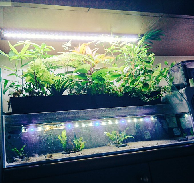観葉植物を水槽で育てるハイドロカルチャーとは やり方とオススメの観葉植物 Aquarium Library