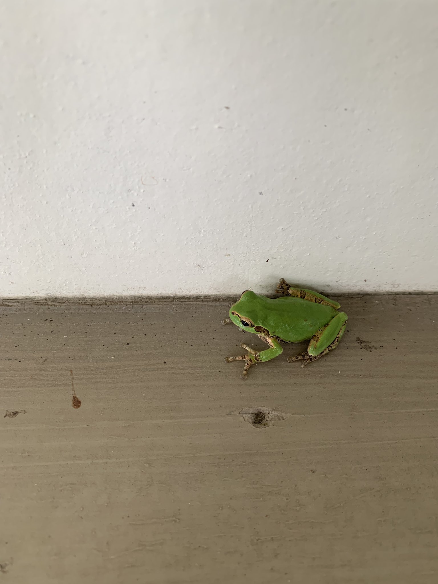 おほしんたろう アマガエルを見て かわいい と思う人も 苦手 と思う人も楽しめる内容 来て T Co Ekcpvdhnka Twitter