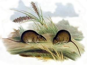 monlaria's tweet photo. @Emily_Roycroft ancient DNA research suggests the currently extinct Gould's Mouse may be the same species as the extant Shark Bay Mouse. Sadly, the Shark Bay Mouse has suffered significant range collapse with only a small population on islands off the coast of WA
@RoyalSocietyVic https://t.co/FC2lGrmoIz
