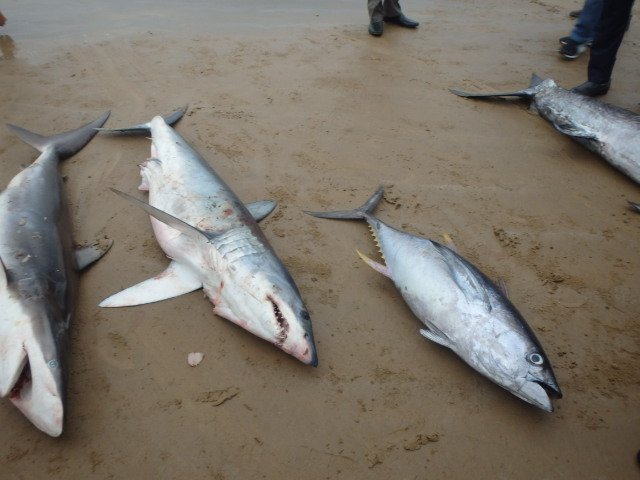 InsanFish's tweet image. Insan Product