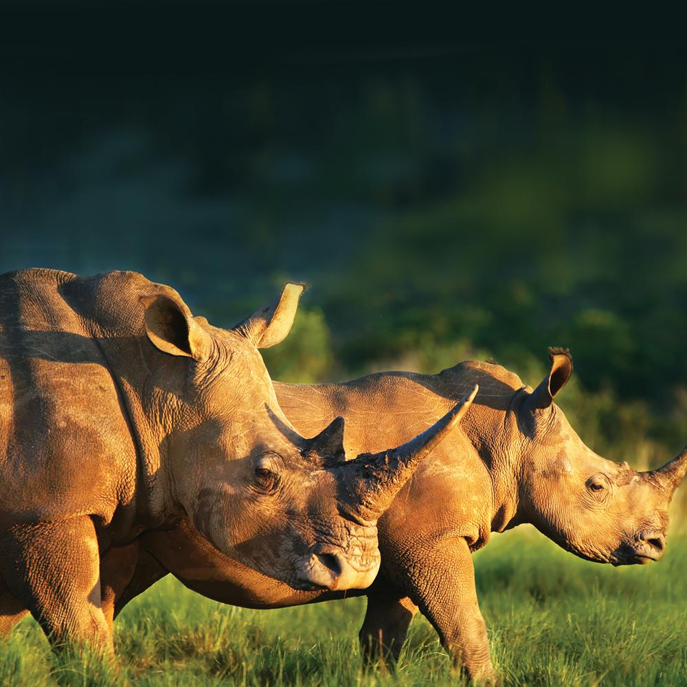 InsightKathleen's tweet image. Let’s work together to save  these fabulous creatures #Treadright