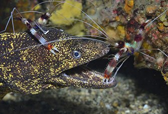 オトヒメエビの飼育方法を解説 Wicture ウィクチャ