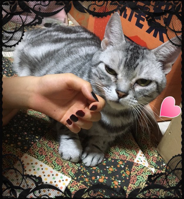 保護犬カフェ天神橋店卒業猫のtwitterイラスト検索結果