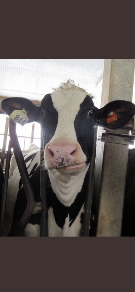 Methane in our atmosphere is rising. In 2007, CH4 was 5.7 and now it is 9.7ppb. Study shows that the main culprit for this increase is shale gas extraction (i.e. fracking), which increased during the same period from 31-435m3. 
biogeosciences.net/16/3033/2019/

Good news for bessy...