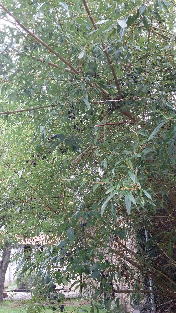 guernseylibrary's tweet photo. Dad thinks he's found you a new tree @george_garnett #BlackWillow #WillowBerry ๐ https://t.co/Pzt156Yrfe