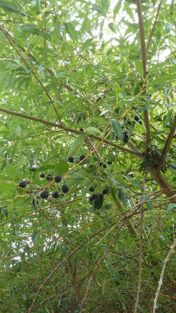 guernseylibrary's tweet photo. Dad thinks he's found you a new tree @george_garnett #BlackWillow #WillowBerry ๐ https://t.co/Pzt156Yrfe