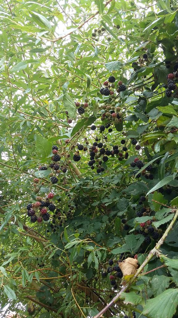 guernseylibrary's tweet photo. Dad thinks he's found you a new tree @george_garnett #BlackWillow #WillowBerry ๐ https://t.co/Pzt156Yrfe