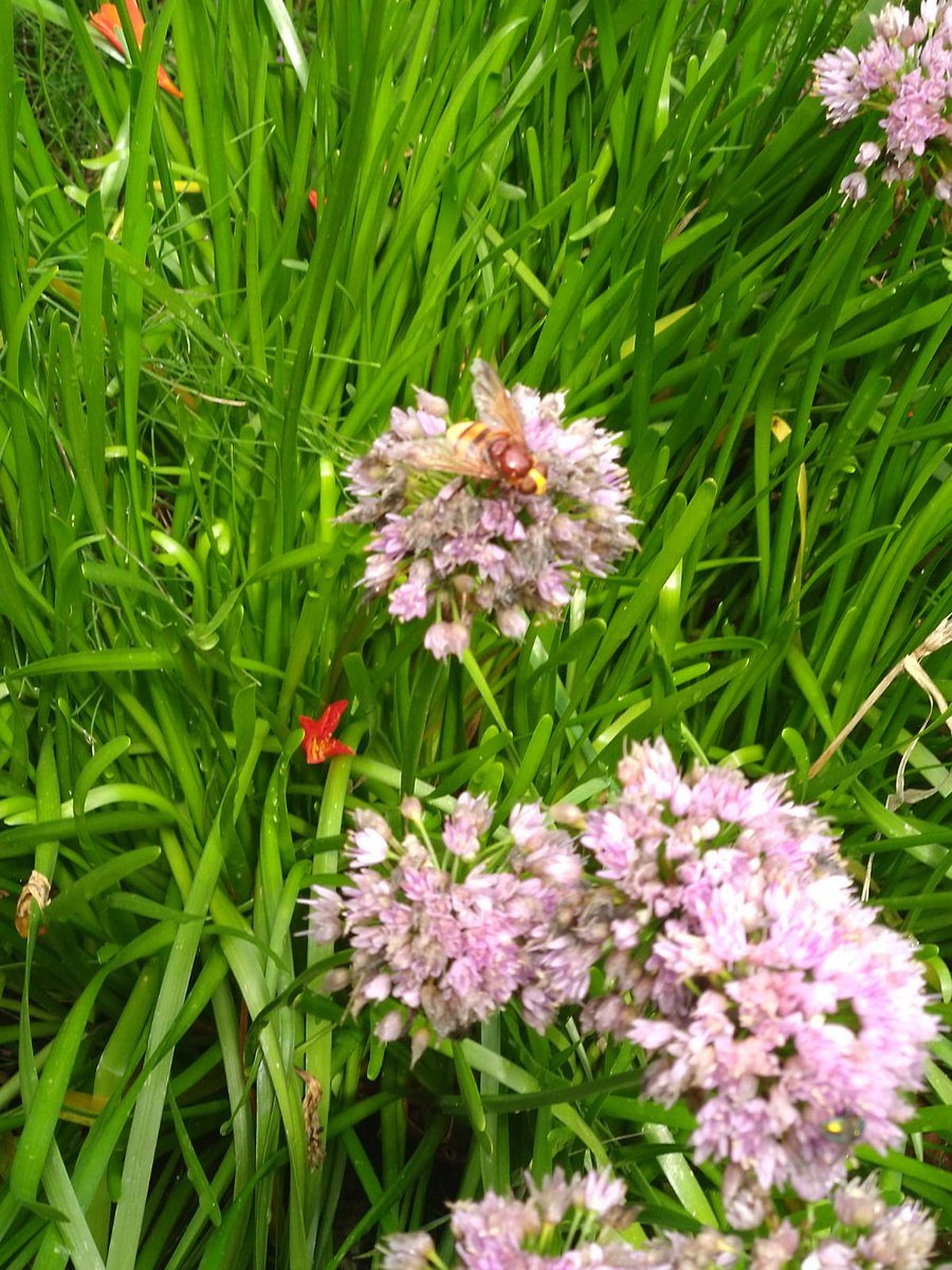 Wat is dit voor #insect #bij #wesp #dtv